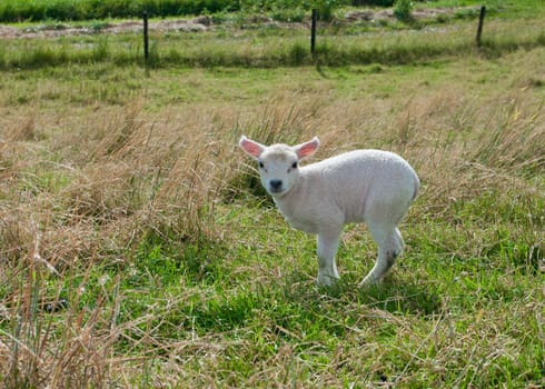 cute little newborn lamb in a meadow