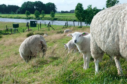 lamb looking from behing an adult sheep
