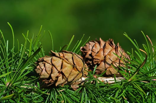Pinecone