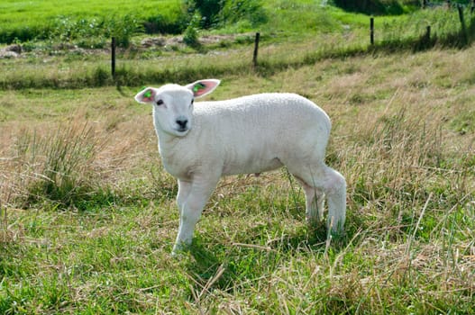 cute little newborn lamb in a meadow