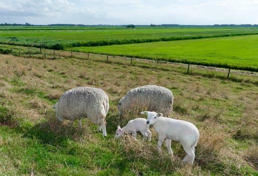 two adult sheep with two young lambs in a dutch landscape