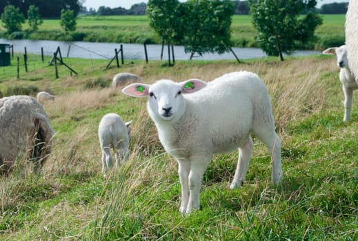 cute little newborn lamb in a meadow