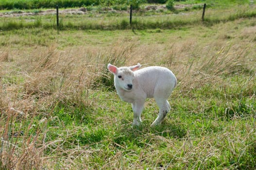 cute little newborn lamb in a meadow