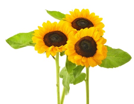 Composition with sunflowers isolated on white background