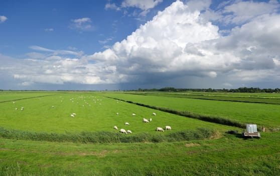 typical dutch polder landscape with a herd of sheep