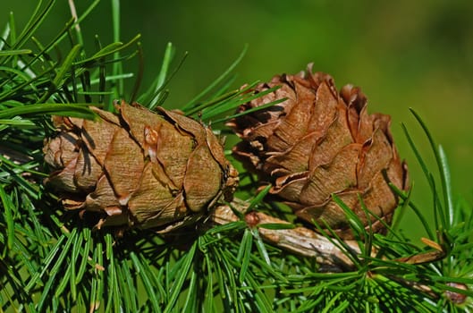 Pinecone