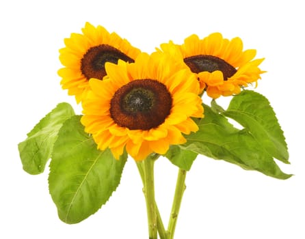 Composition with sunflowers isolated on white background