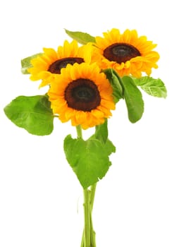 Composition with sunflowers isolated on white background