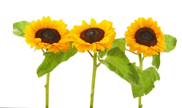 Composition with sunflowers isolated on white background