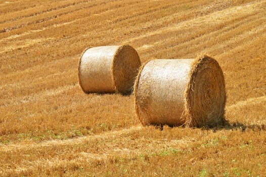 Straw bales on corn fields after harvest