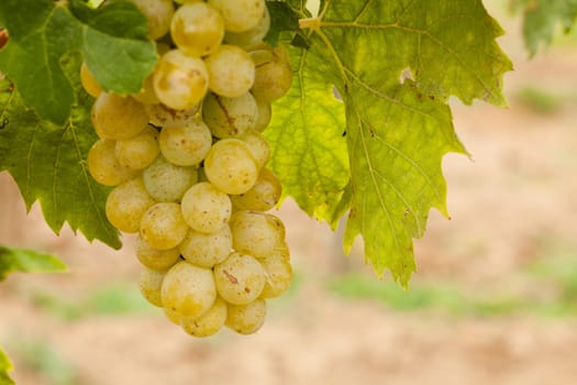 Grapes,agriculture for the cultivation of fruit and wine