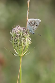 Silver-green blue (Polyommatus coridon) on wild carrot