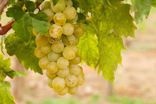 Grapes,agriculture for the cultivation of fruit and wine