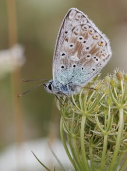 Silver-green blue (Polyommatus coridon) on wild carrot