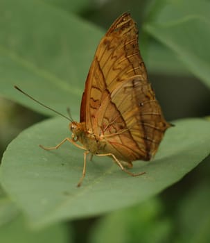 Tropical butterfly