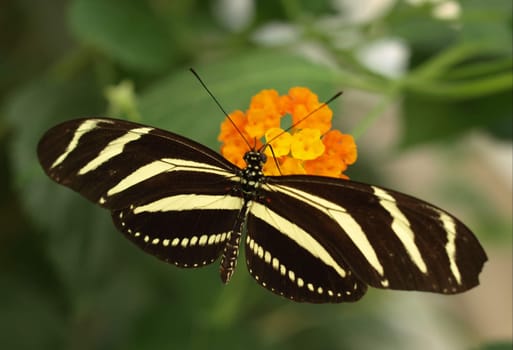 Zebra butterfly