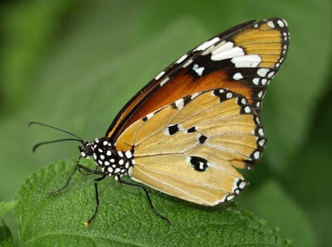 Monarch butterfly