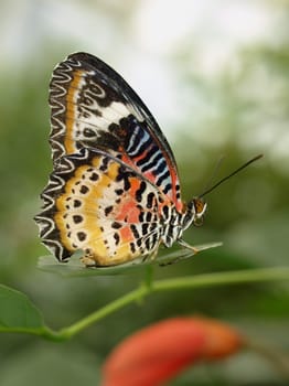 Leopard-winged