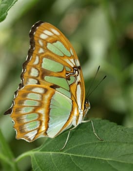 Malachite Butterfly