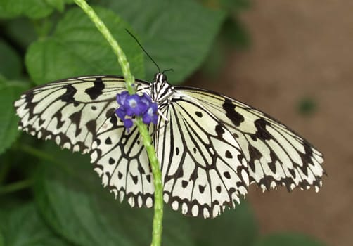 White Tree Nymph