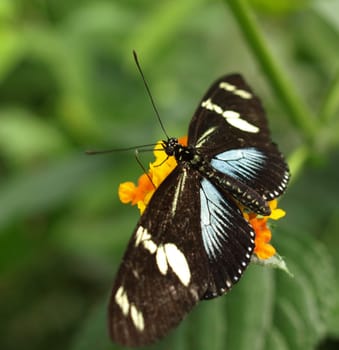 Heliconius doris