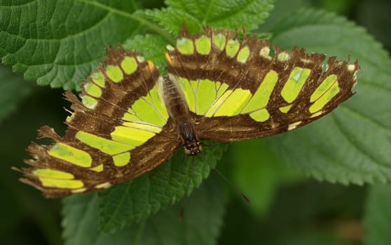 Malachite Butterfly