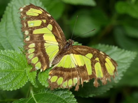 Malachite Butterfly
