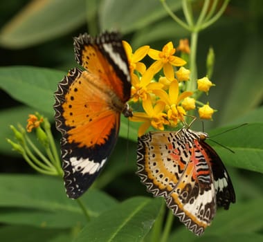 Leopard-winged