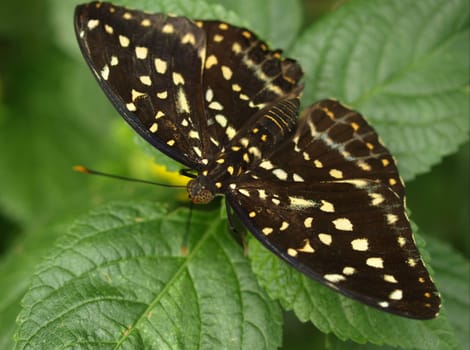 Tropical butterfly