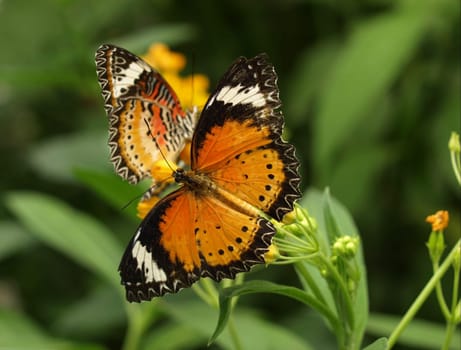 Leopard-winged