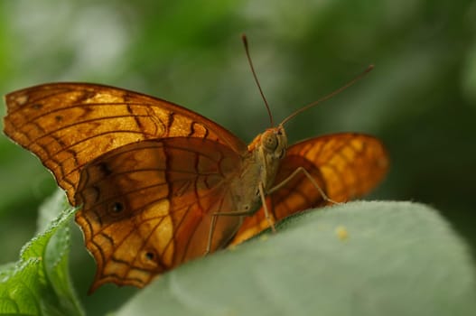Brown Soldier - Gray Violet