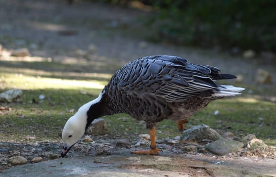 Snow Goose - Blue Morphs