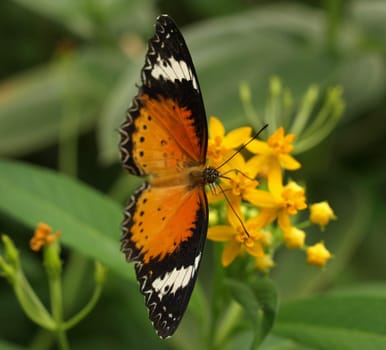 Leopard-winged