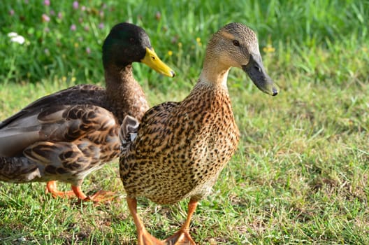 Duck couple on a journey of discovery