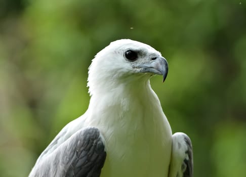 white bellied sea eagle in chiang mai night safari, thailand