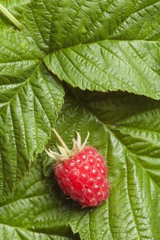 Berries of a raspberry on leaves, a close up