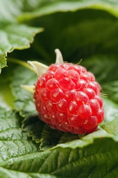 Berries of a raspberry on leaves, a close up