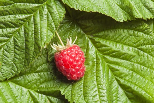 Berries of a raspberry on leaves, a close up