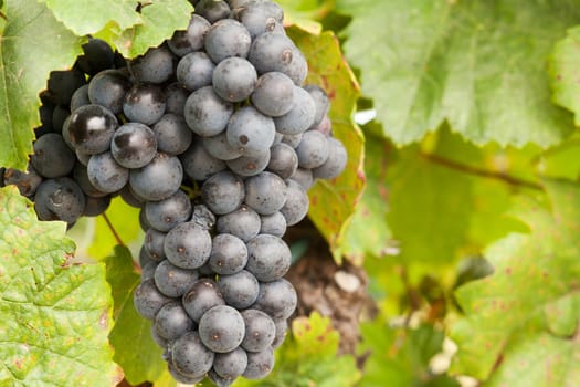 blue grapes on the vine,fruit to make wine