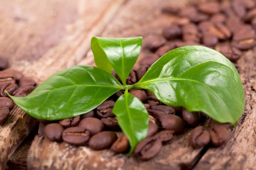 Coffee plant with coffee