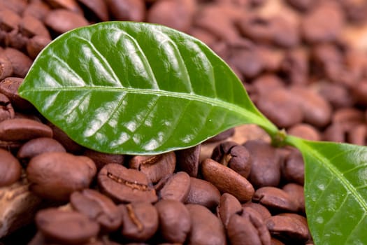 Coffee plant with coffee