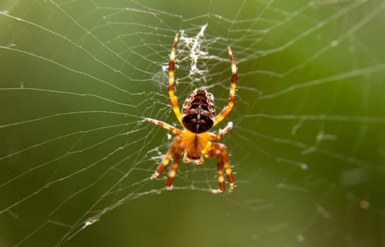Spider Macro