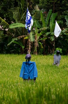 scarecrow dressed up in a jacket and helmet on  on a rice field