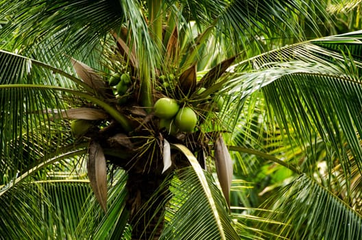 a closeup of coconuts in a green palm tree