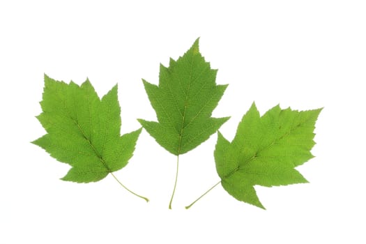 three leaves of service tree (Sorbus torminalis) isolated against white background