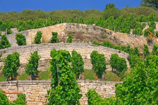 Vineyards on the Unstrut near Freyburg,wine-growing region Saale-Unstrut,Freyburg,Saxony-Anhalt,Germany
