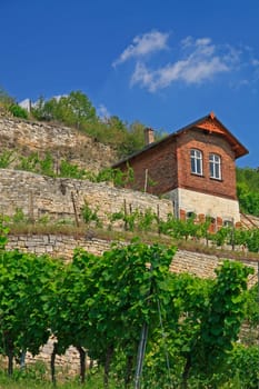Vineyards on the Unstrut near Freyburg,wine-growing region Saale-Unstrut,Freyburg,Saxony-Anhalt,Germany
