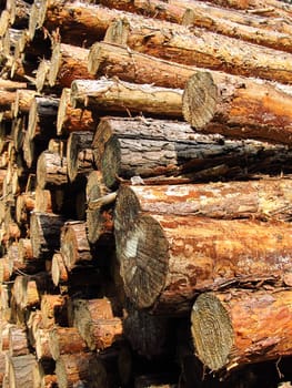 Stacked tree trunks in the forest