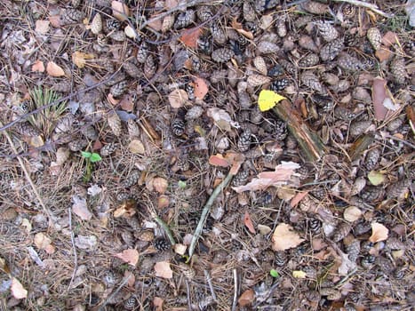 Forest floor,covered by pine cones and needles,Saxony,Germany