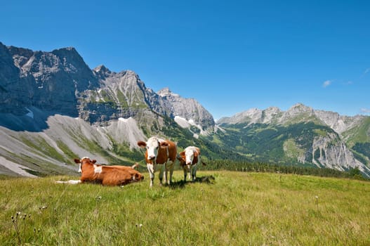 Alpine cows on the Karwendel